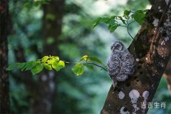 什么生肖的寿命最短？分析12个生肖的寿命特点