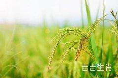 属兔2022年11月17日、18日、19日、20日事业运