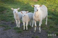 少去老就来是指什么生肖？属羊的人究竟有哪些特点？
