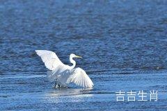 属鸡2022年10月23日24日25日未来三天运势