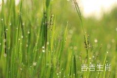 属兔2022年12月4日5日打麻将的运气