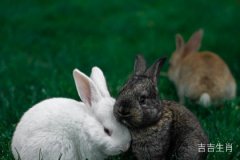 属兔和属兔的婚姻相配吗？深入解析属兔夫妻的相处之道