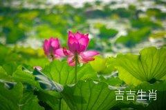 属兔本周（2022年11月21日~27日）财运免费查询