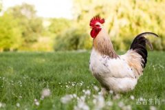 2017年属鸡是什么命？属鸡的财运和事业发展