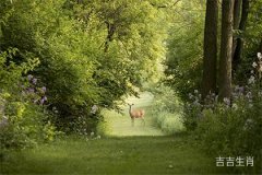 十二生肖中最慢的动物是什么生肖？